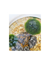 Marimo in vetro 13x20 cm
