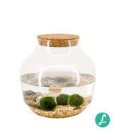 Marimo in vetro 19x15
