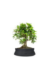 Bonsai Carmona