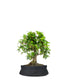 Bonsai Carmona