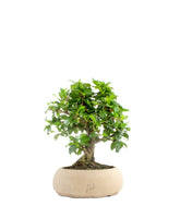Bonsai Carmona