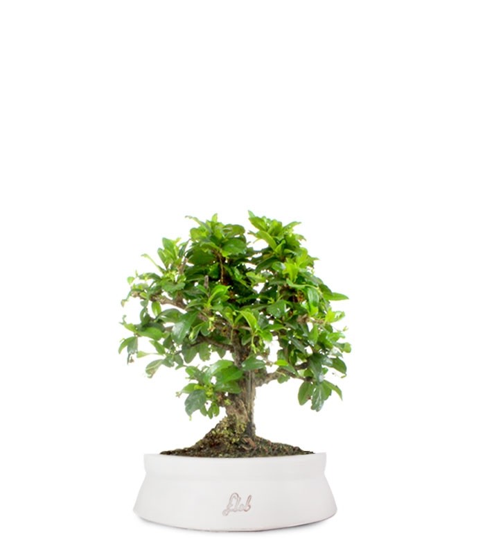 Bonsai Carmona