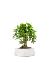 Bonsai Carmona