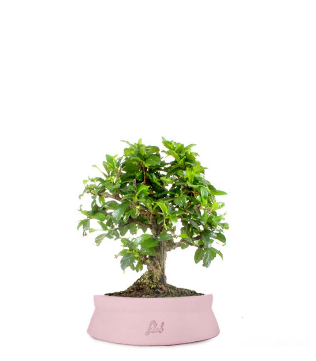 Bonsai Carmona