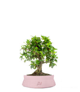 Bonsai Carmona