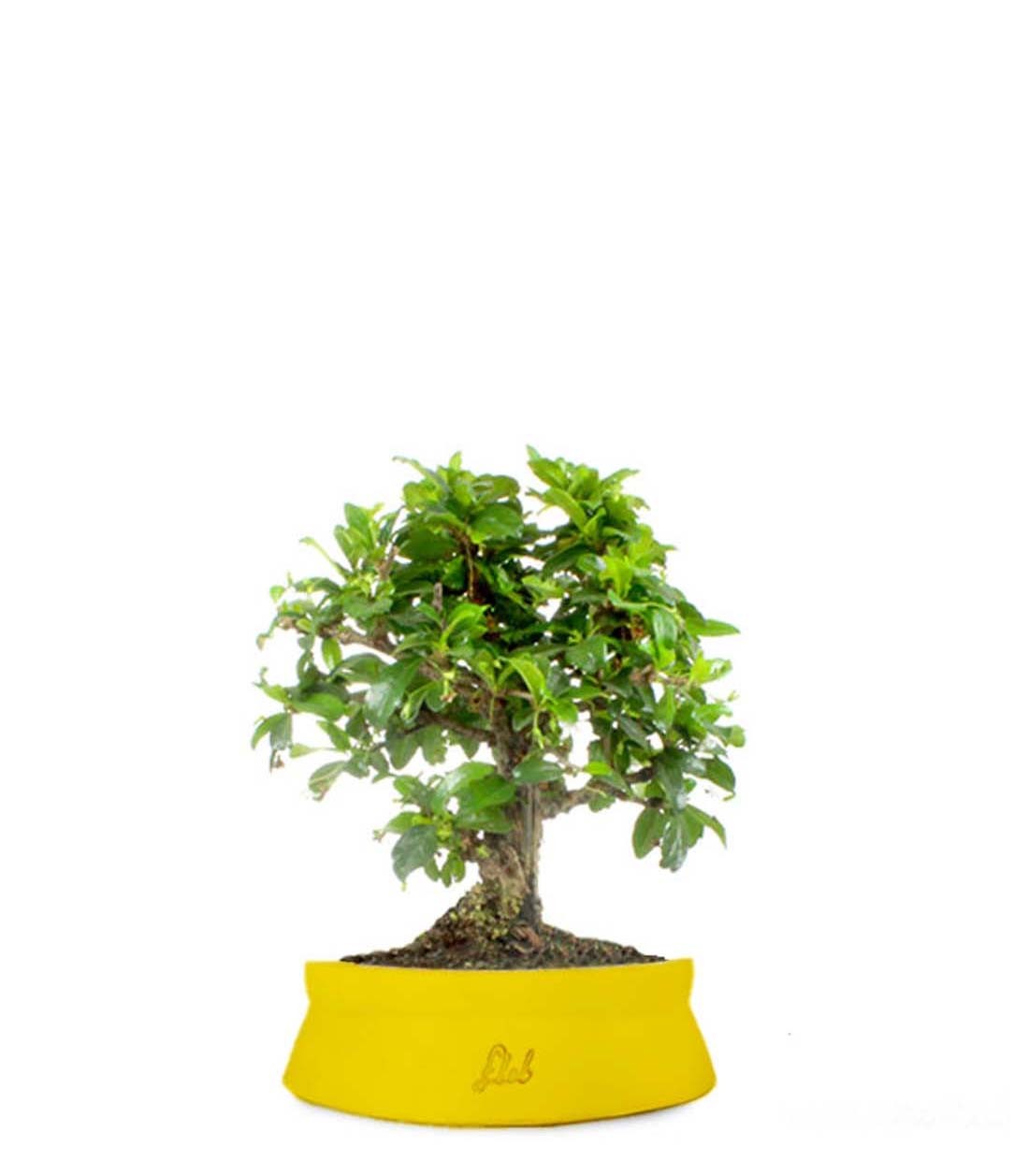 Bonsai Carmona