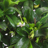 Bonsai Carmona
