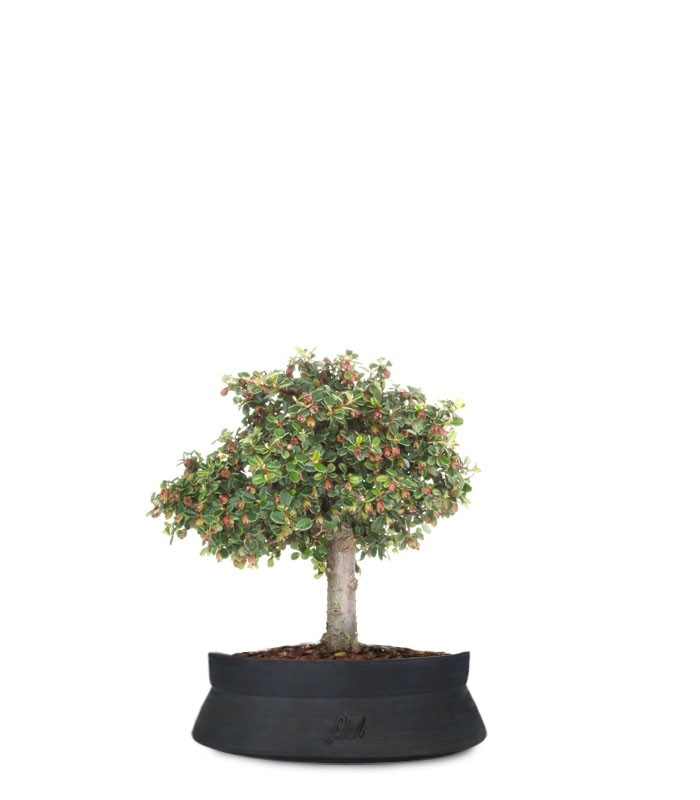Cotoneaster Alberello