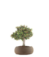 Cotoneaster Alberello