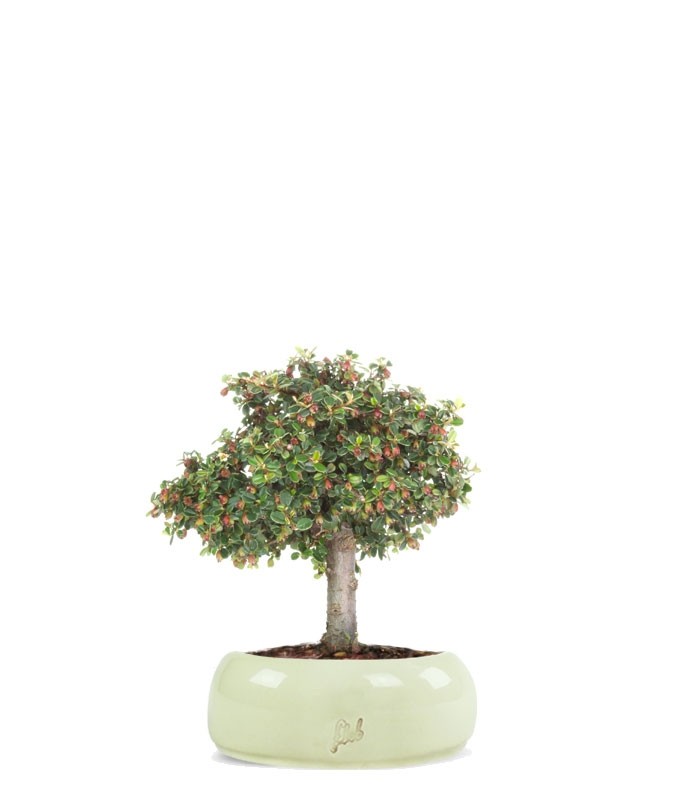 Cotoneaster Alberello