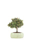 Cotoneaster Alberello
