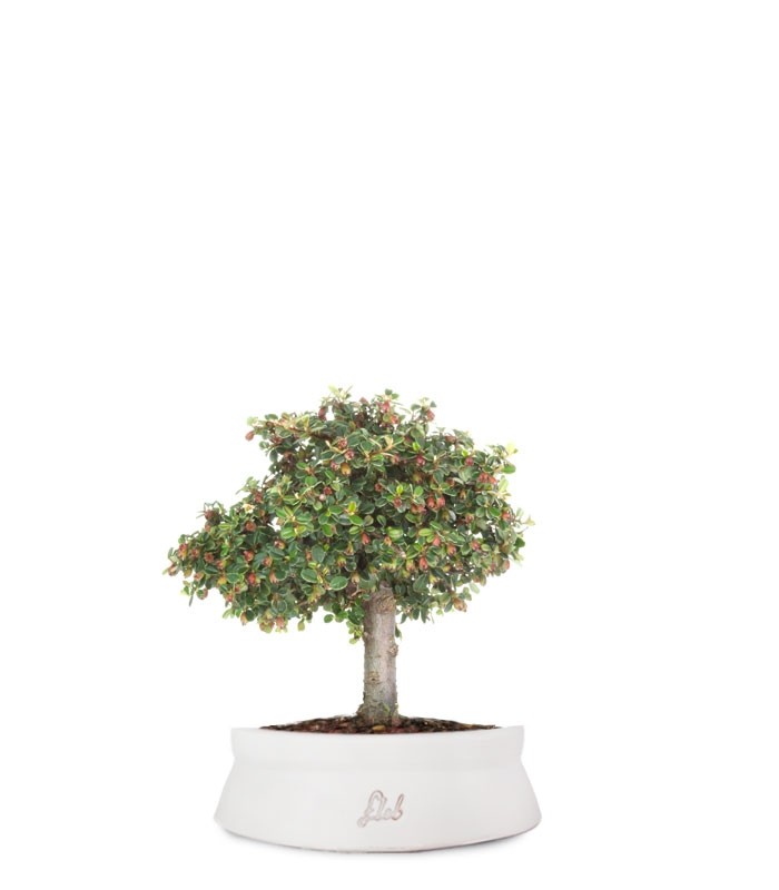 Cotoneaster Alberello