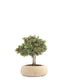 Cotoneaster Alberello