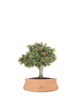 Cotoneaster Alberello