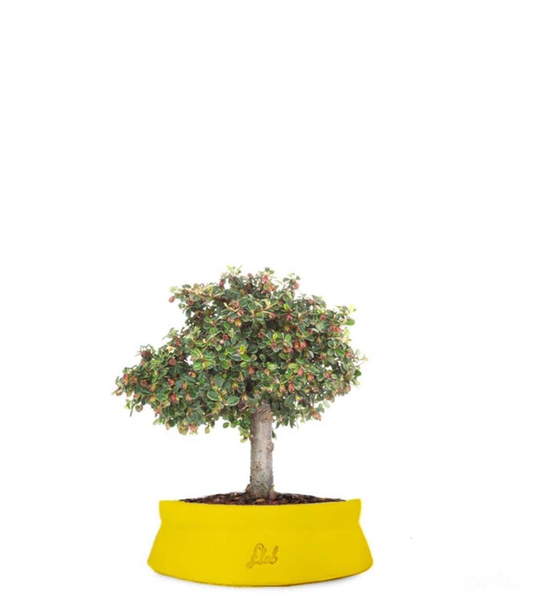 Cotoneaster Alberello