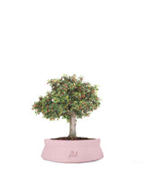 Cotoneaster Alberello
