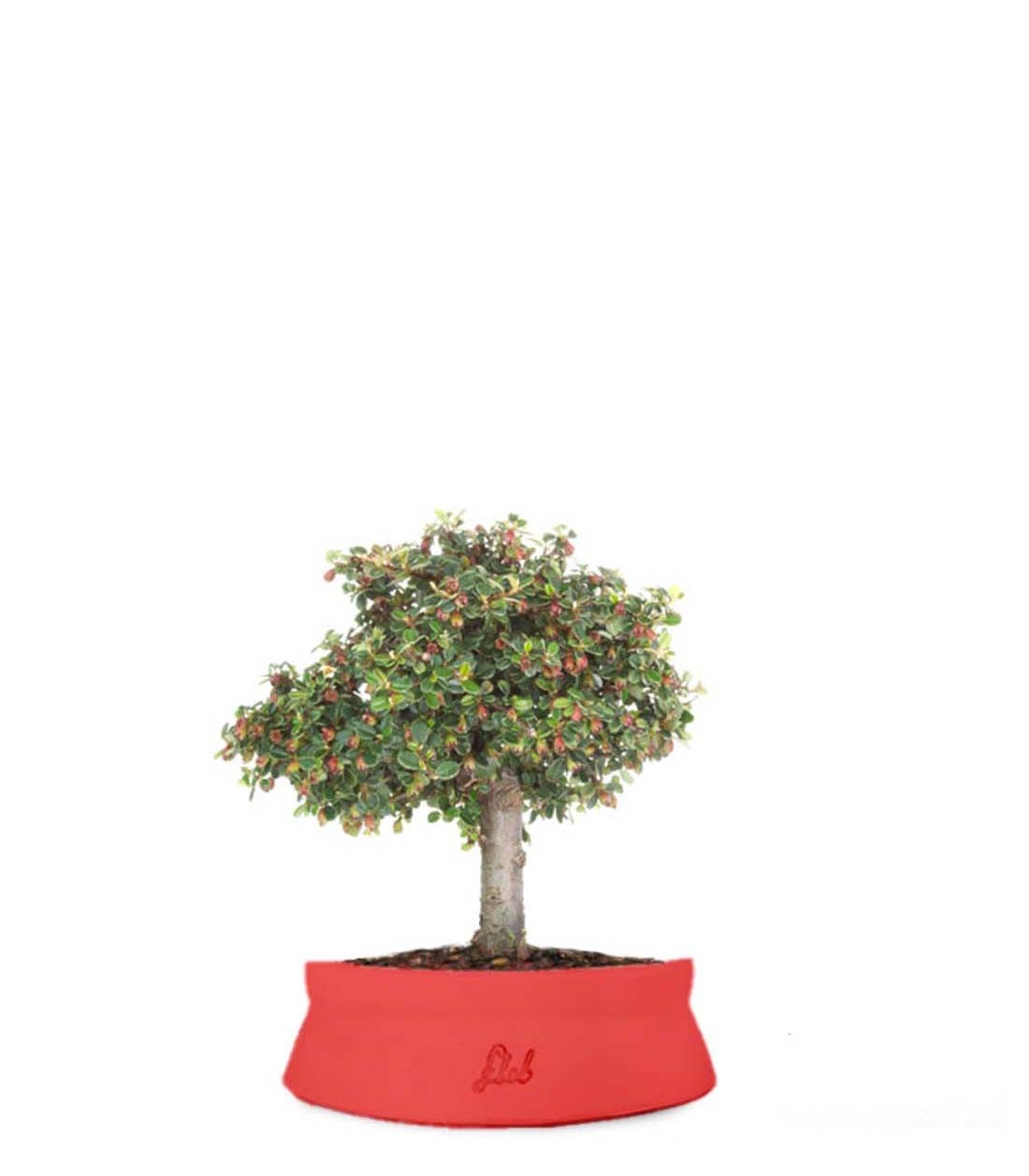 Cotoneaster Alberello