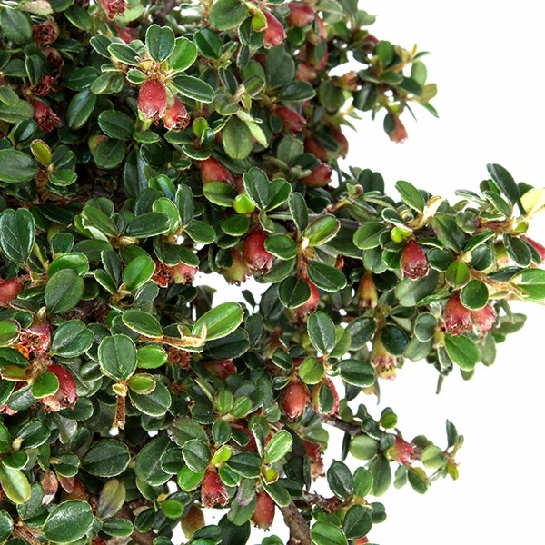 Cotoneaster Alberello
