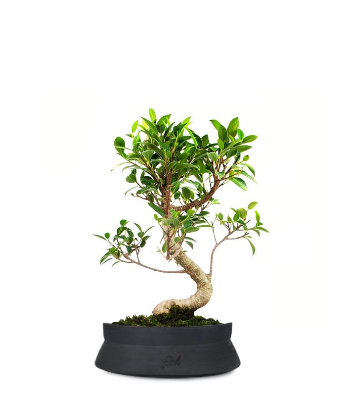 Ficus Retusa S