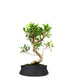 Ficus Retusa S
