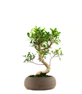 Ficus Retusa S