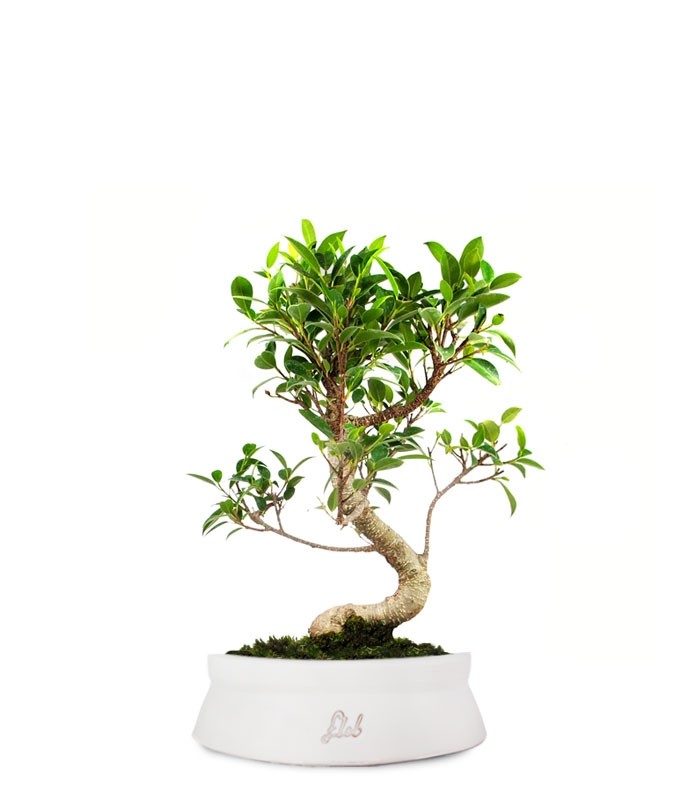 Ficus Retusa S