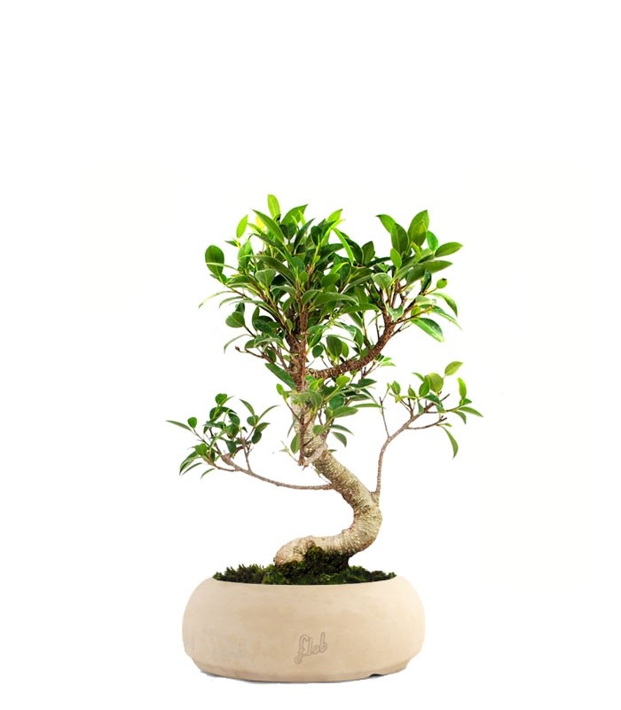 Ficus Retusa S