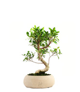 Ficus Retusa S