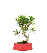 Ficus Retusa S