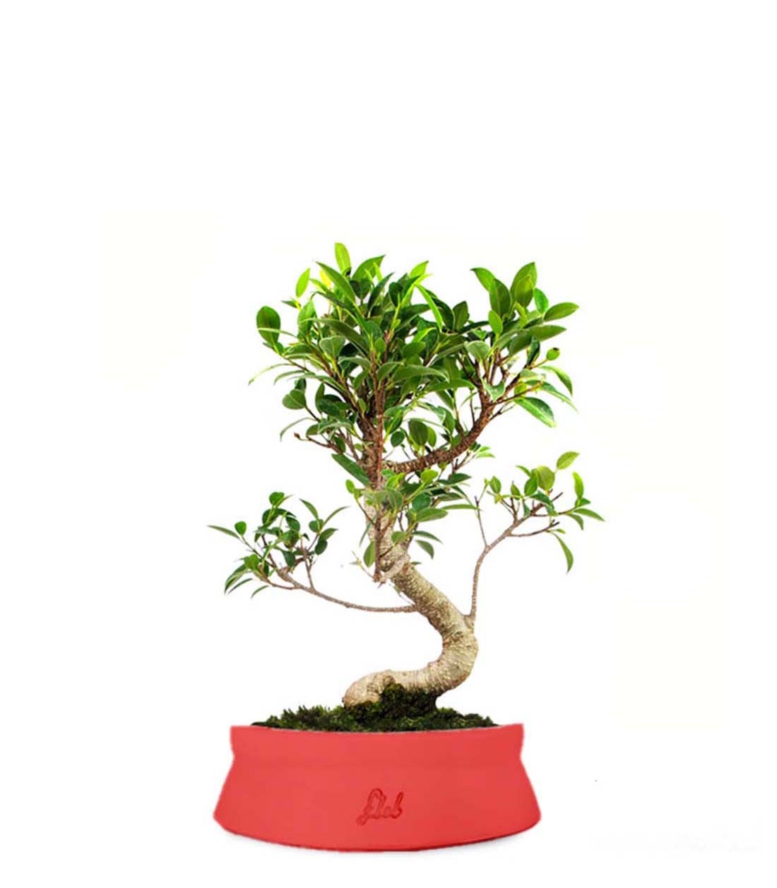 Ficus Retusa S