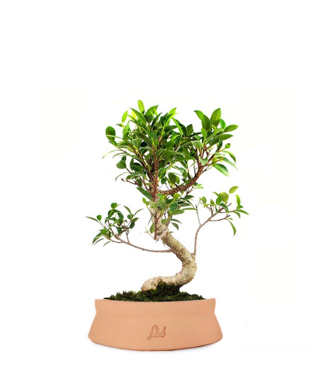 Ficus Retusa S