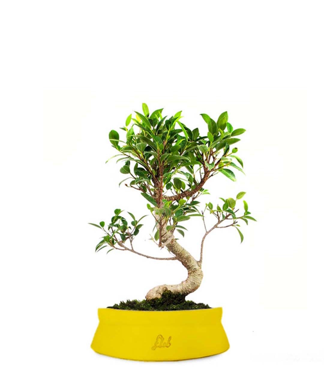 Ficus Retusa S