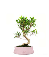 Ficus Retusa S