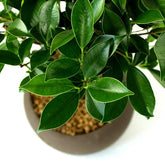 Ficus Retusa S