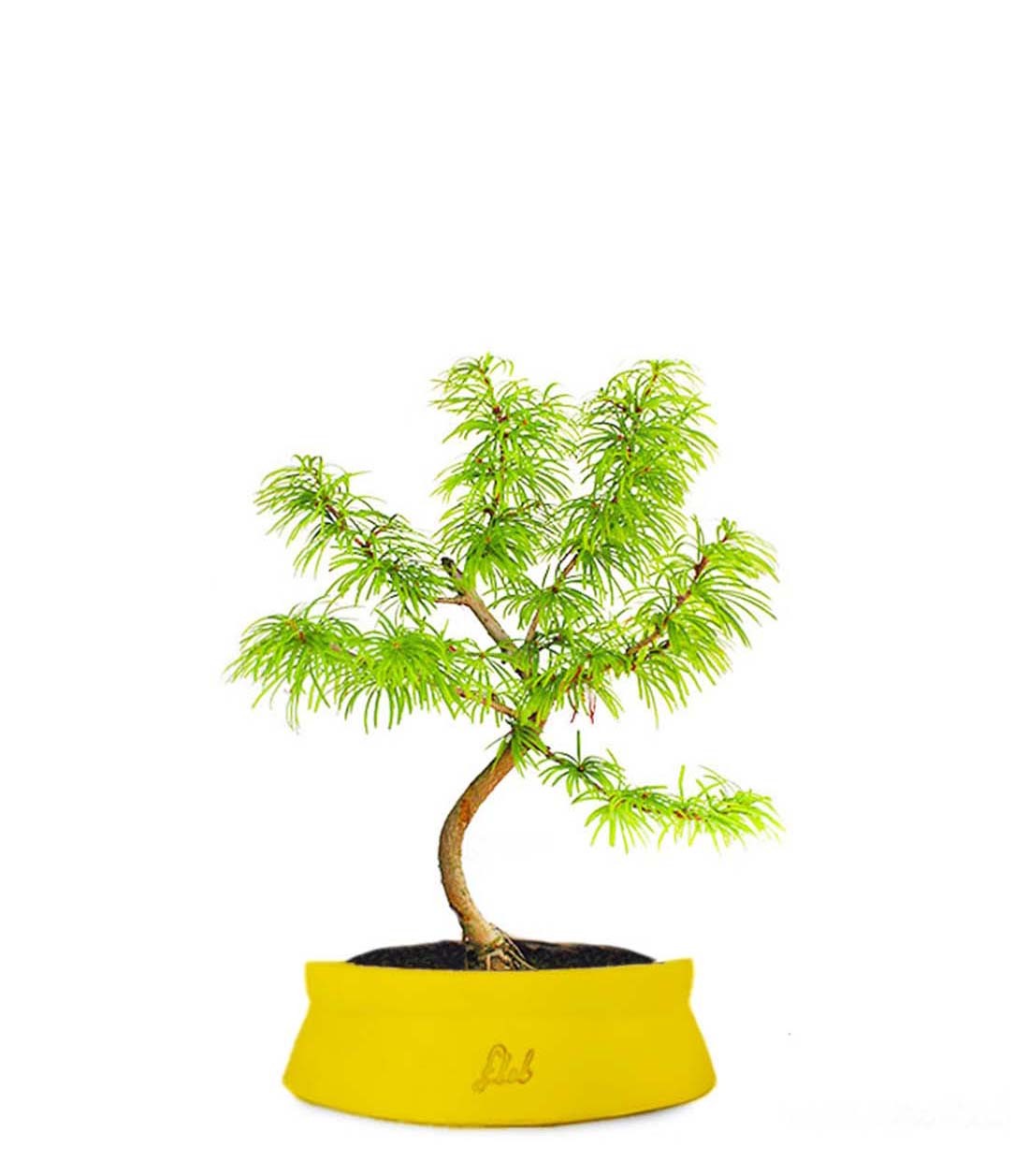 Pseudolarix S