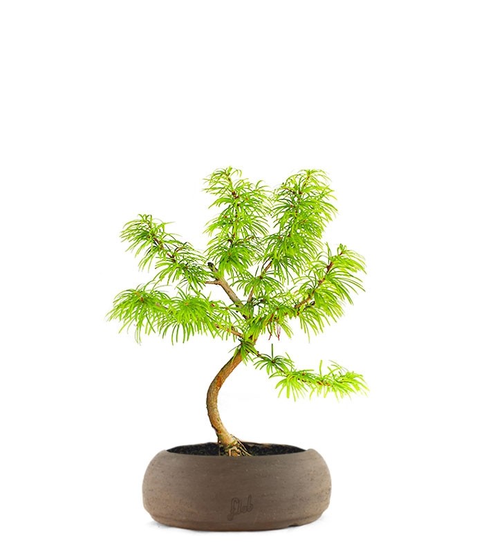 Pseudolarix S