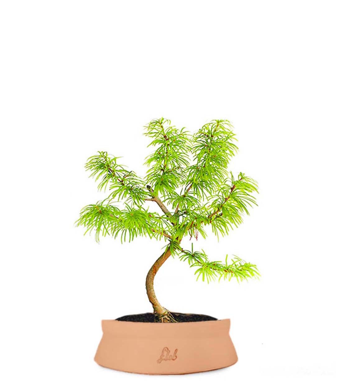 Pseudolarix S