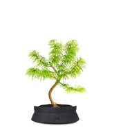 Pseudolarix S