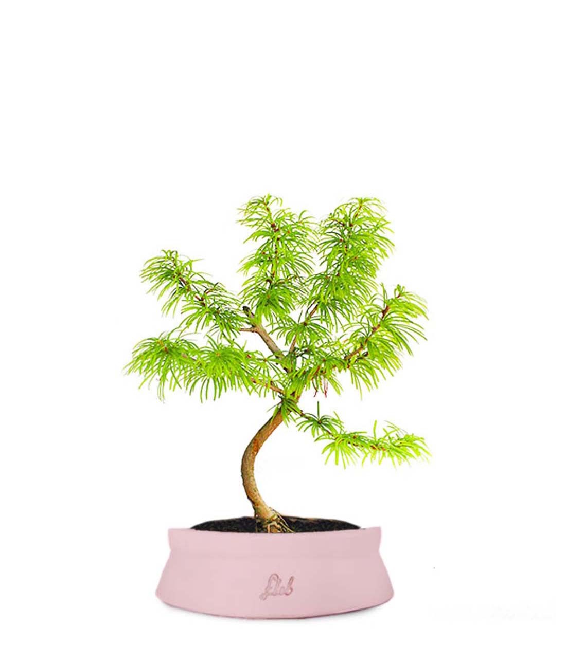 Pseudolarix S