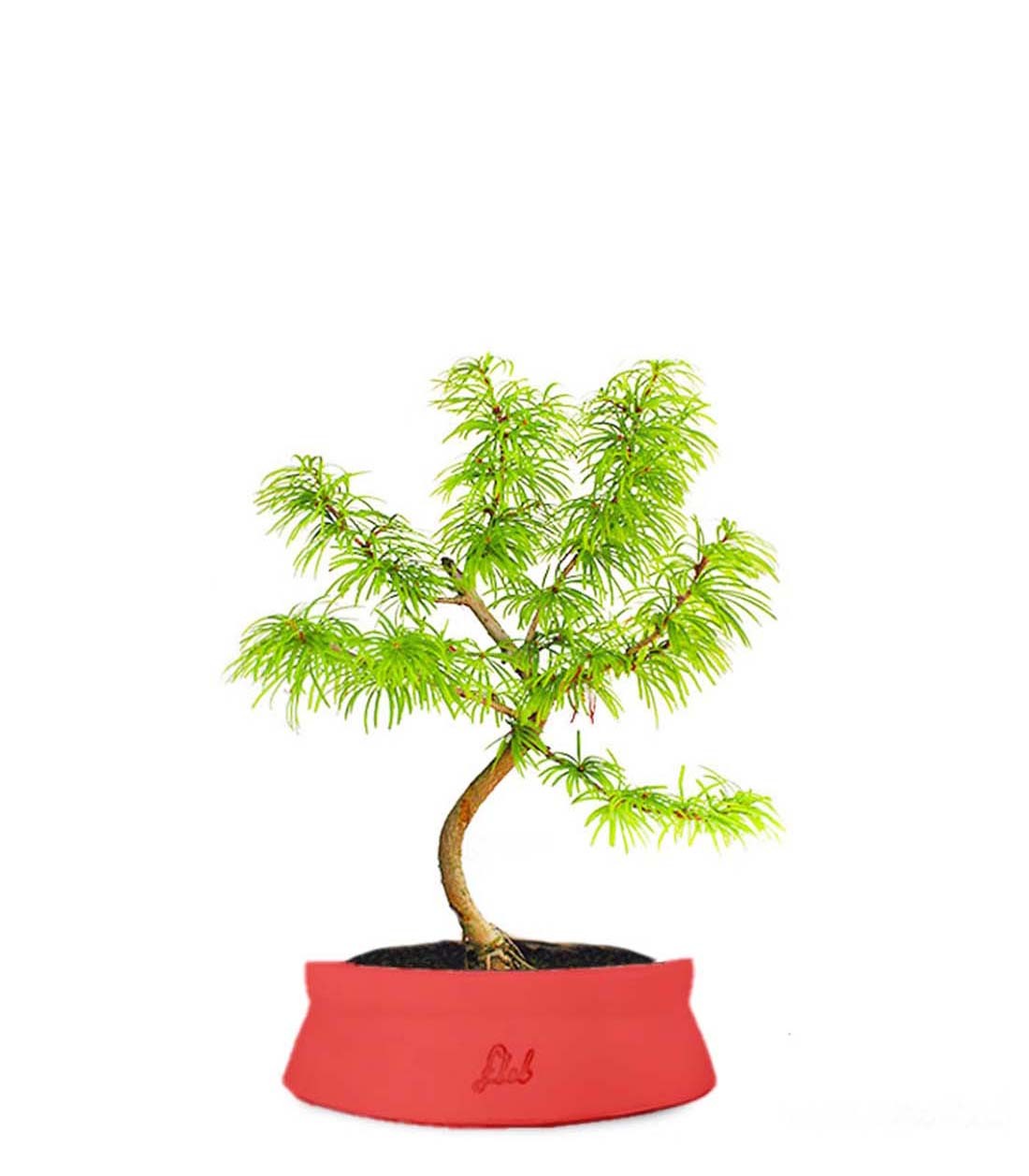 Pseudolarix S