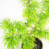Pseudolarix S