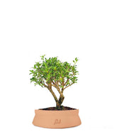 Serissa Variegata Bonsai