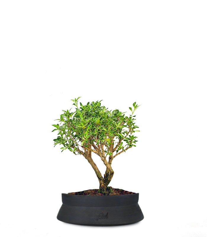 Serissa Variegata Bonsai
