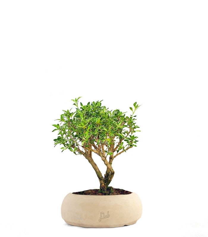 Serissa Variegata Bonsai