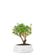 Serissa Variegata Bonsai