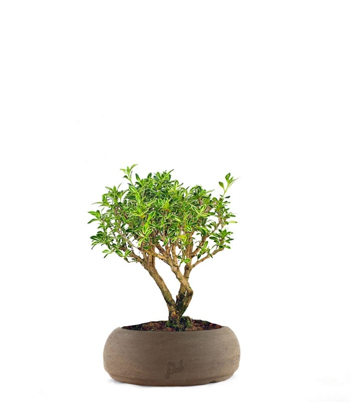 Serissa Variegata Bonsai