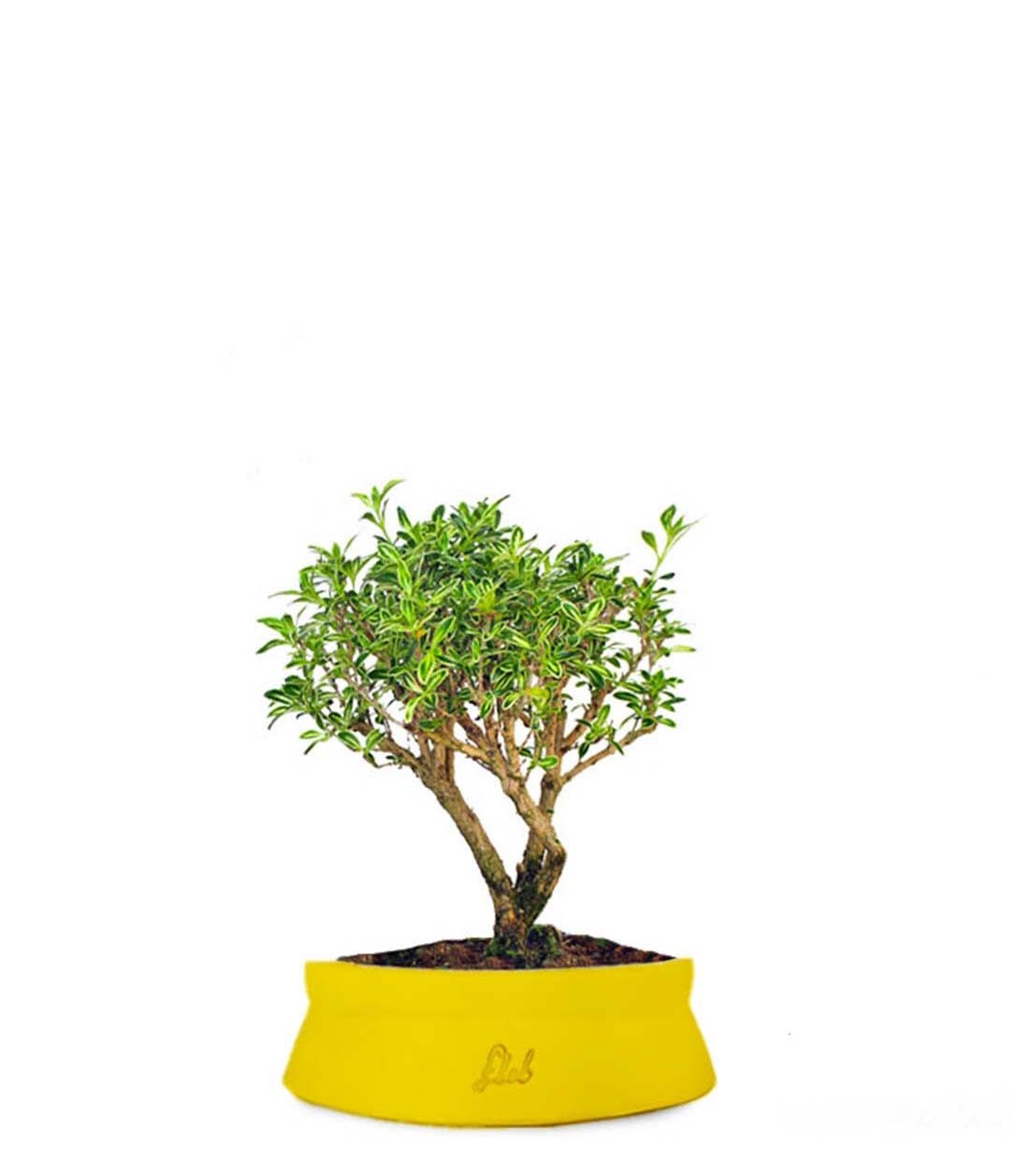Serissa Variegata Bonsai