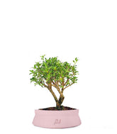 Serissa Variegata Bonsai