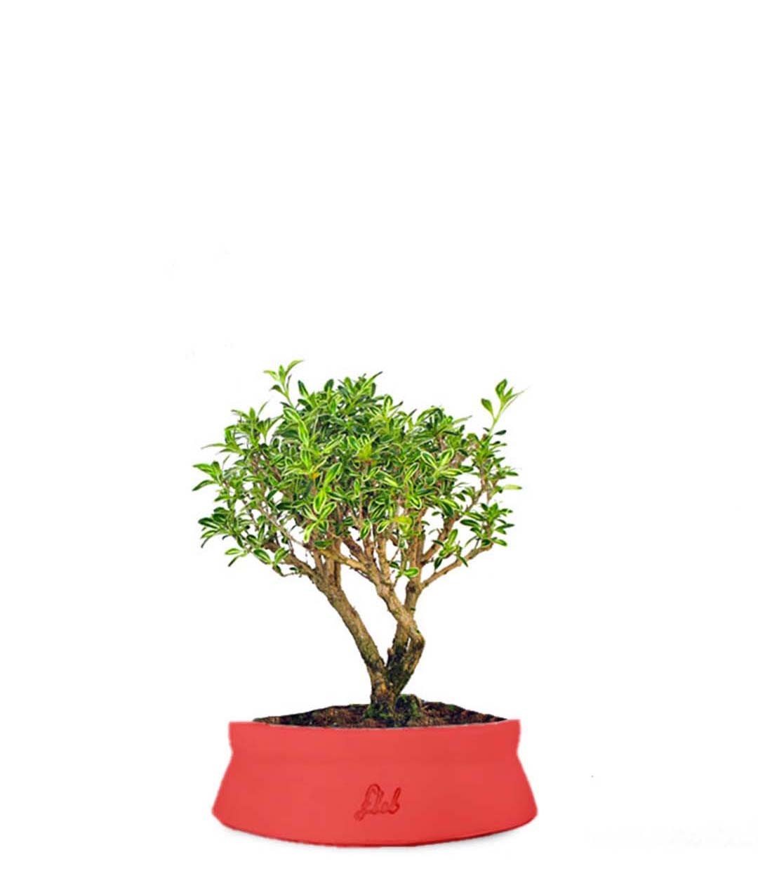 Serissa Variegata Bonsai