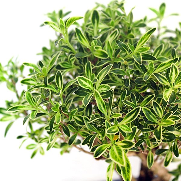 Serissa Variegata Bonsai